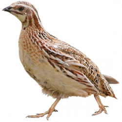 Common Quail